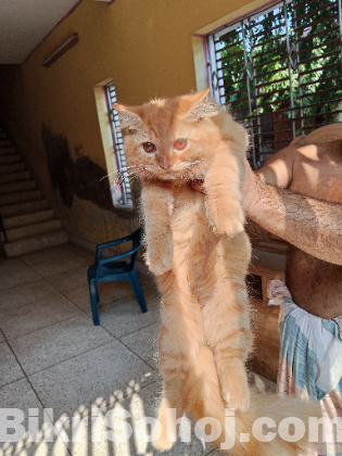 Pure long breed 3 coded Persian cat